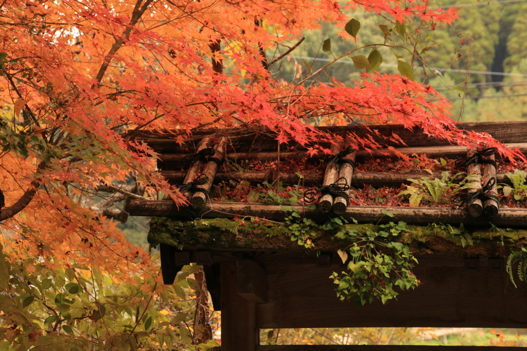 和風屋根玄関