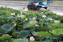 田植え