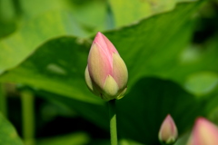  蓮の花