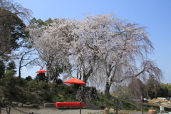 　見延の枝垂れ桜　１