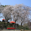 　見延の枝垂れ桜　１