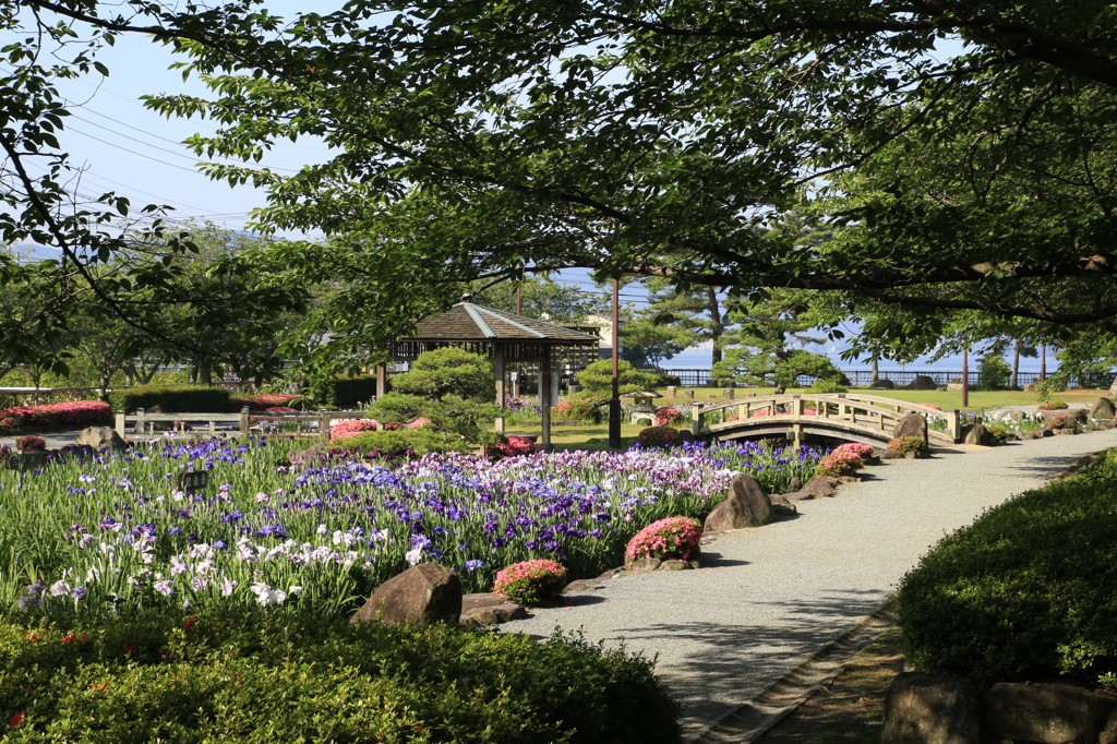 　花菖蒲　（大村公園）　５