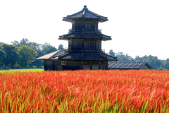 古代米に映える　鞠智城