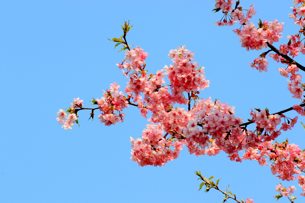 　河内桜　２