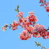　河内桜　２