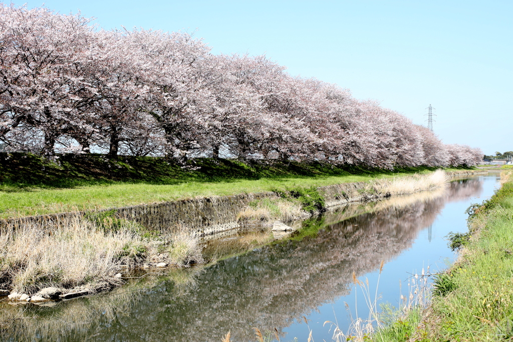 流川桜並木