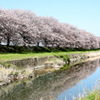 流川桜並木