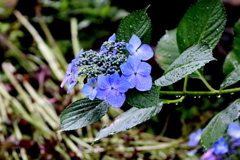  雨に濡れた紫陽花