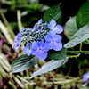  雨に濡れた紫陽花