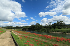 　矢部川の彼岸花