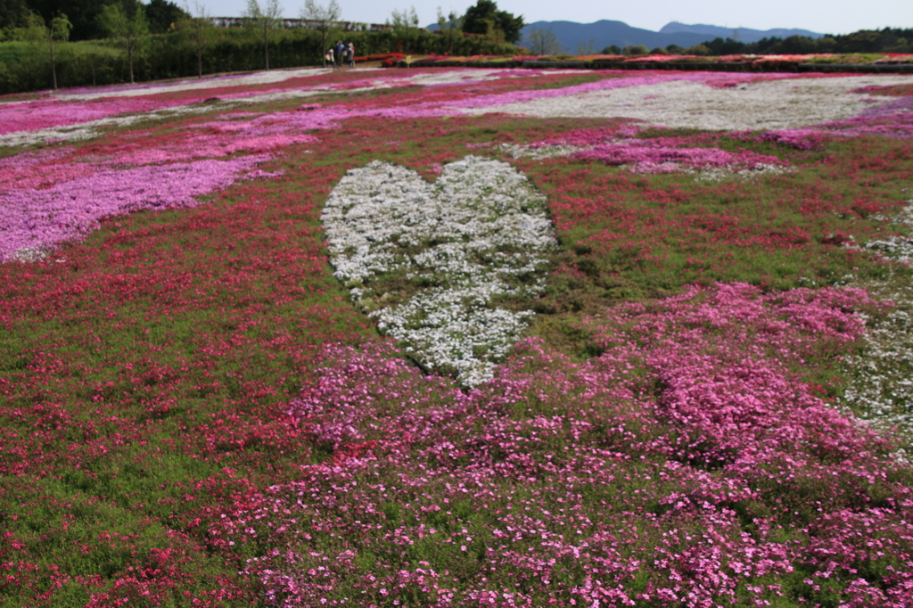 芝桜　ﾊｰﾄ