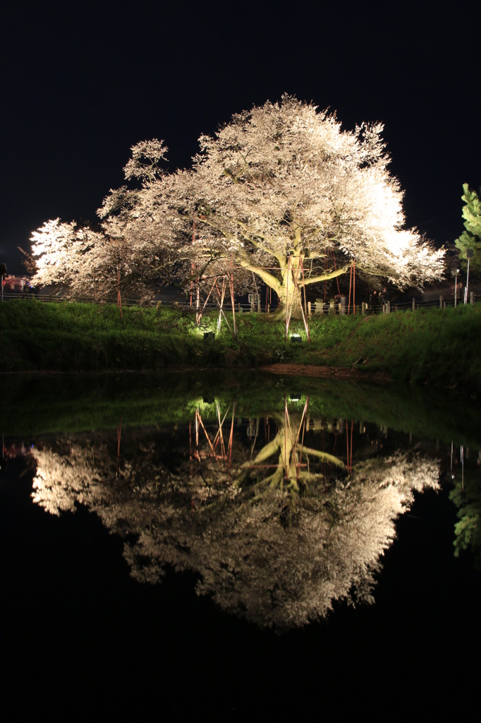 　浅井の一本桜　５