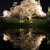 　浅井の一本桜　５