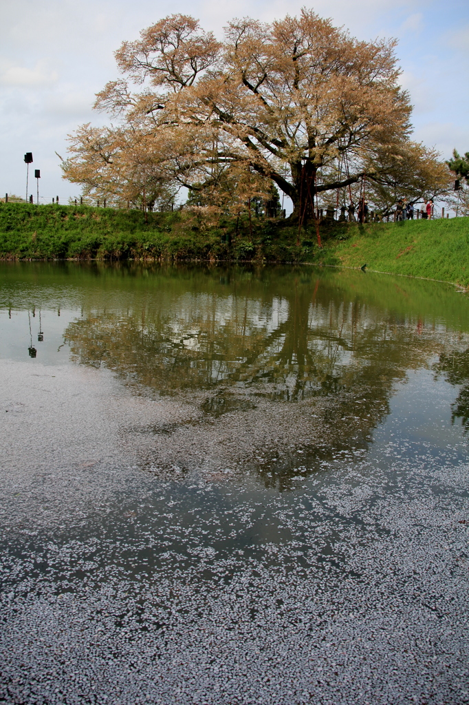 浅井の一本桜　３