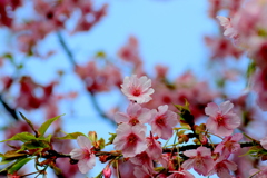  河内桜　１