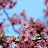  河内桜　１