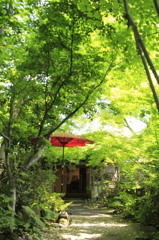 _MG_0023　緑の下で