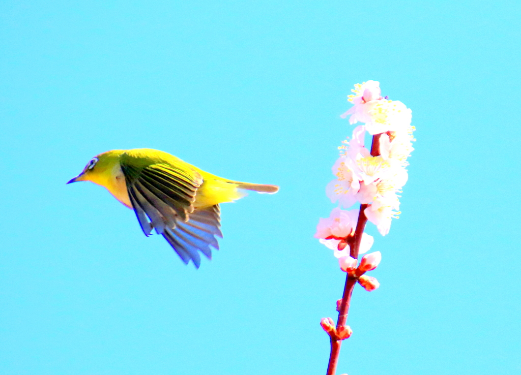  飛んだウメジロ　１