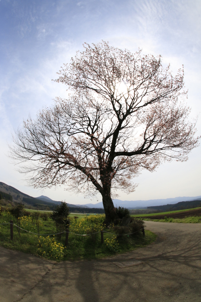　前原の一本桜　３