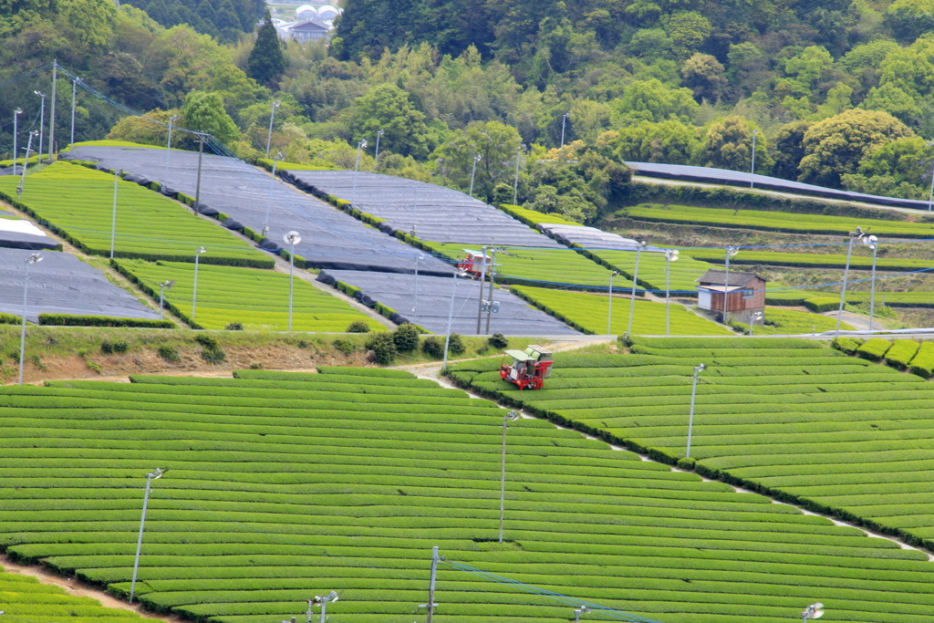 　茶つみ機　２