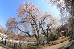 　身延の枝垂れ桜　２