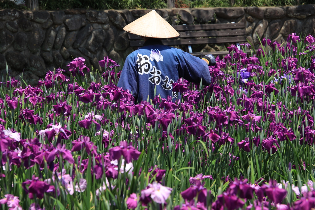 　花摘み　Ⅱ