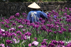 　花摘み　Ⅱ