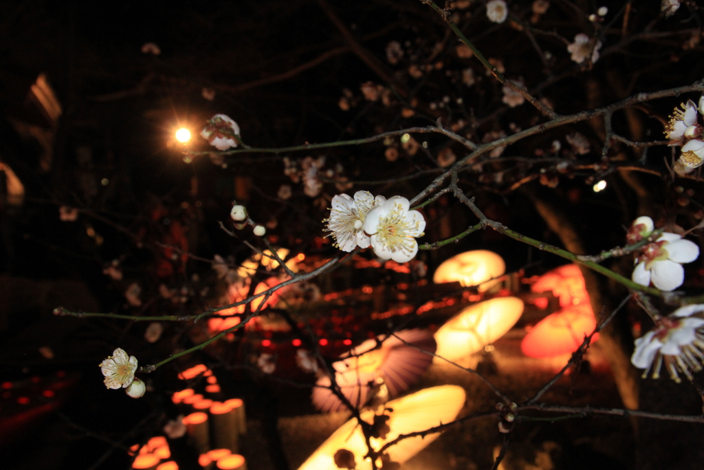 　梅花の金剛乗寺