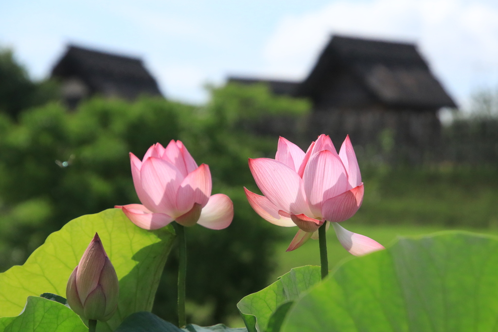 吉野ケ里歴史公園に咲く二千年蓮