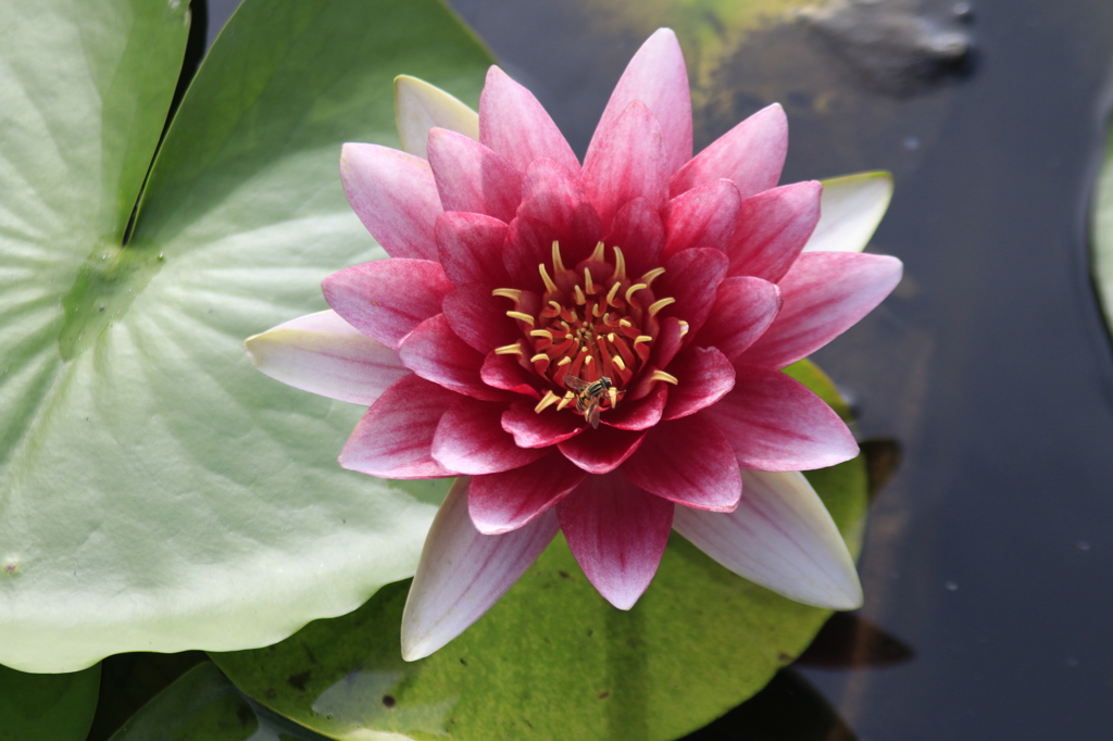  睡蓮の誘い　１