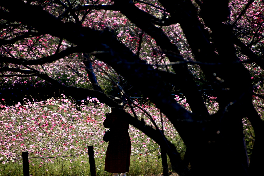  朝のお花畑で