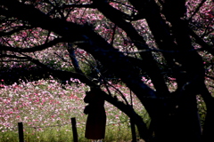  朝のお花畑で