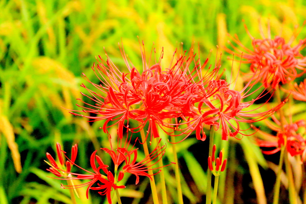 　稲穂と彼岸花