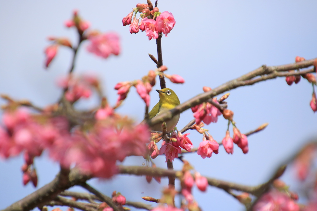 河津桜・メジロ　３