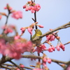 河津桜・メジロ　３