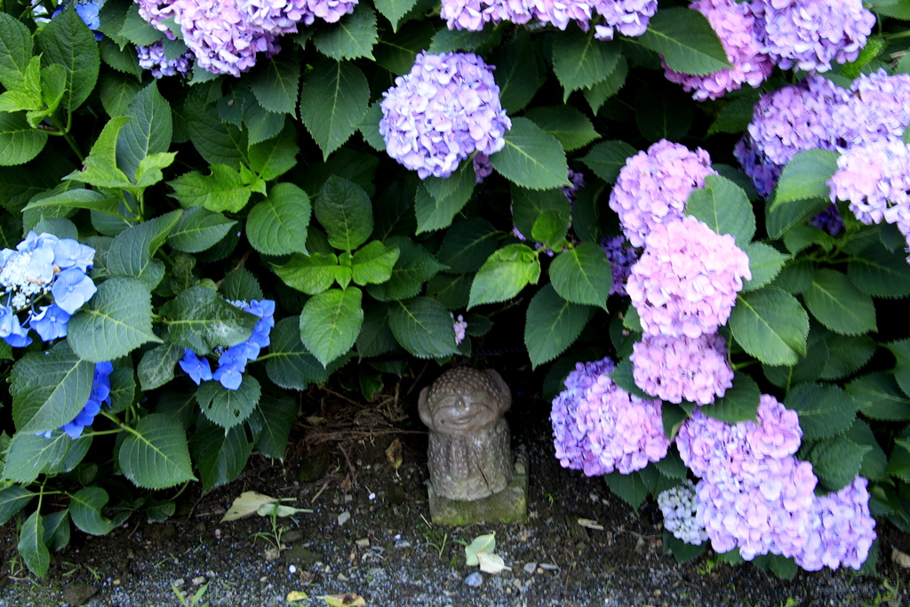 _紫陽花の中で　Ⅲ