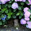 _紫陽花の中で　Ⅲ