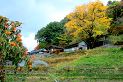  銀杏木