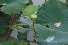 雨の後で