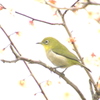 　柳川　ウメジロ　２
