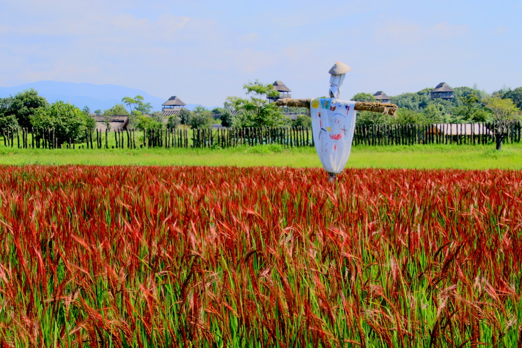 吉野ヶ里　古代米