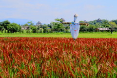 吉野ヶ里　古代米