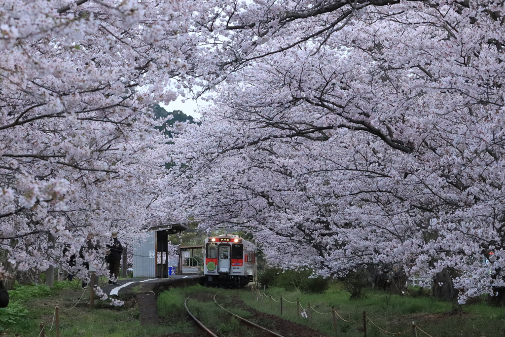 　さくらのトンネル