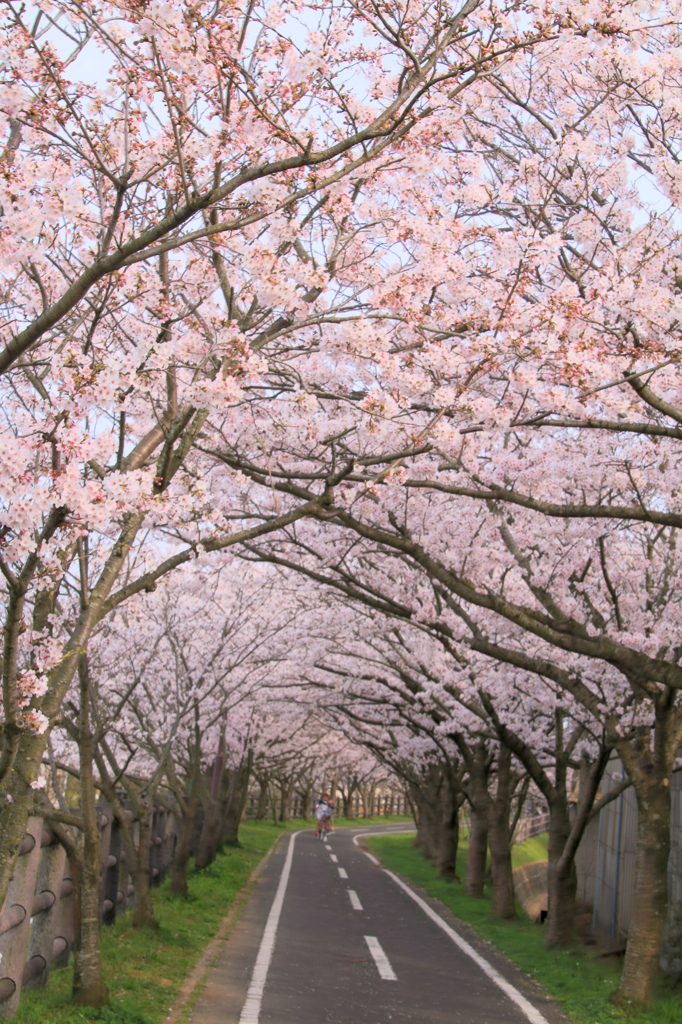 桜の花園