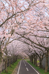 桜の花園
