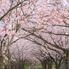桜の花園
