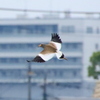  絶滅危惧種　ケリ