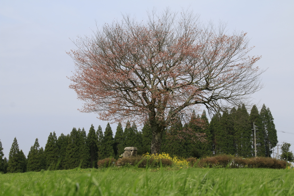 前原の一本桜　１