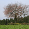  前原の一本桜　１