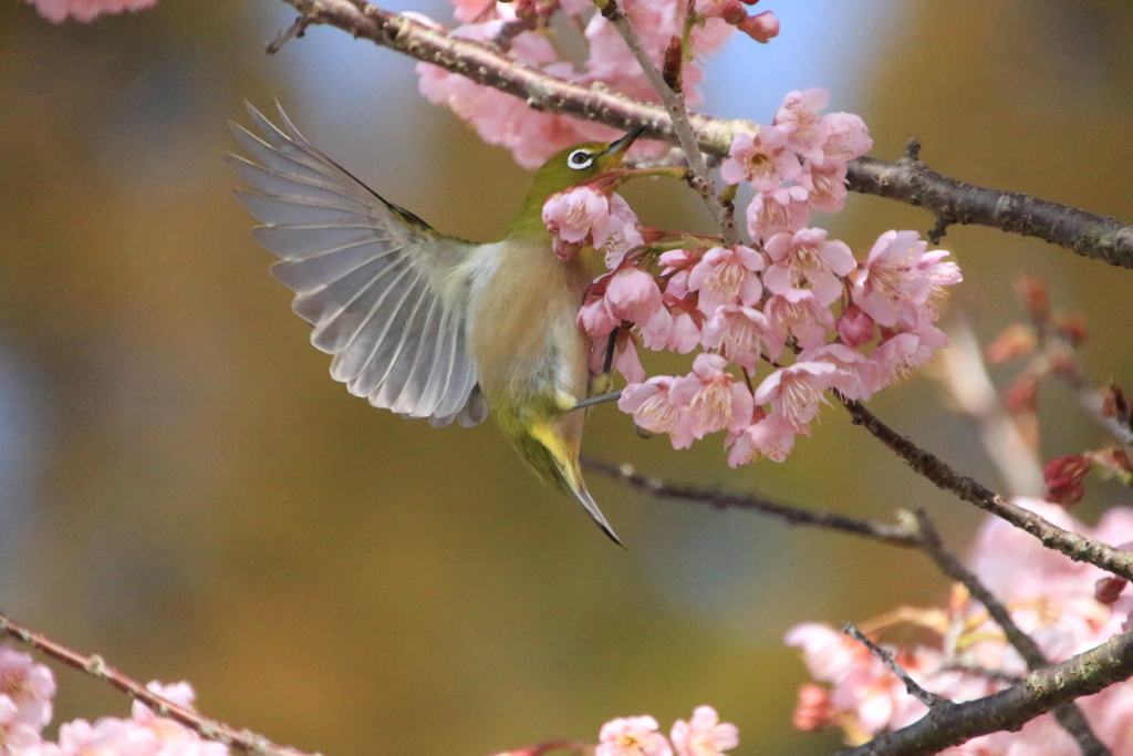 飛んでます